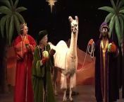 Actors (Kevin Hart, Kyle Mooney, Mikey Day, Kate McKinnon, Alex Moffat) must contend with a llama playing the part of a camel.