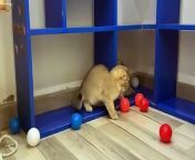 funny cats playing with 1000 balls from balls licking