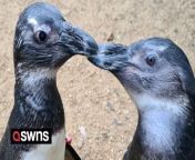 A penguin has become a &#39;guide-bird&#39; for a companion suffering cataracts - escorting her to food and round their enclosure.&#60;br/&#62;&#60;br/&#62;The helpful animal - called Penguin - has bonded with &#39;Squid&#39; the three-year-old with eye problems.&#60;br/&#62;&#60;br/&#62;Penguin is now inseparable from Squid who has poor vision because of cataracts - a debilitating condition that clouds the lens of the eye.&#60;br/&#62;&#60;br/&#62;The hand-reared African Penguins &#39;amazed&#39; the keepers at Birdworld in Surrey with their remarkable relationship. &#60;br/&#62;&#60;br/&#62;Squid is often disoriented during busy feeding times and relies on Penguin&#39;s &#92;