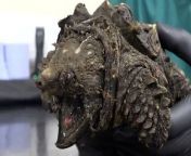 Vet reveals bizarre name of &#39;dangerous&#39; alligator snapping turtle found in CumbriaSky News