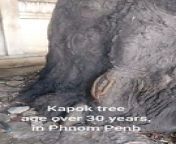 Kapok tree age over 30 years from cambodia ហុងកុង