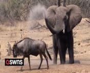 An angry elephant chased animals away from its watering hole - and clashed with a buffalo.&#60;br/&#62;&#60;br/&#62;Alistair Lyne was visiting Kruger National Park, South Africa, in December 2023.&#60;br/&#62;&#60;br/&#62;Dramatic footage shows the elephant being confronted by a sole buffalo who despite its massive weight disadvantage drove the larger animal out of the water.&#60;br/&#62;&#60;br/&#62;However, the elephant stomped back into the drinking hole and after a deafening clash of tusk on horn the buffalo was also driven away.&#60;br/&#62;&#60;br/&#62;Alistair said: “A boisterous and greedy young elephant bull caused havoc at the watering hole.&#60;br/&#62;&#60;br/&#62;“First he chased a wildebeest away, then he chased the impala and antelope. He wanted the waterhole to himself.&#60;br/&#62;&#60;br/&#62;“He made effective use of his trunk and the water, spraying the other animals so they left. Then a lone African buffalo bull entered the fray.&#60;br/&#62;&#60;br/&#62;“At first the elephant kept the buffalo away but he stood his ground and got to drink. With the elephant somewhat withdrawn, both the wildebeest and the impala seized the opportunity to grab some water.&#60;br/&#62;&#60;br/&#62;“But the elephant did not give up. He circled the waterhole and took on the buffalo again, actually bumping it with his tusks.&#60;br/&#62;&#60;br/&#62;“In total the elephant and buffalo clashed five times. The elephant even kicks mud into the buffalos face.&#60;br/&#62;&#60;br/&#62;“Finally the buffalo realised he was outgunned and withdrew to the shade of a tree.”