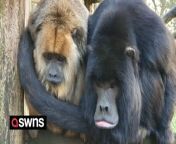 A pair of loving monkeys will mark their 17th anniversary together on Valentine&#39;s day. &#60;br/&#62;&#60;br/&#62;Howler monkeys Tolkien and Clyde, have four children, spend all their time together and cuddle using their prehensile tails. &#60;br/&#62;&#60;br/&#62;A video shows the couple cuddling and grooming each other.&#60;br/&#62;&#60;br/&#62;Tolkien, a 22-year-old female, was born in Port Lympne Reserve in Lympne, Kent, where the pair live. &#60;br/&#62;&#60;br/&#62;Clyde, 26, arrived at the reserve from Singapore in February, 2006 and has been Tolkien&#39;s devoted spouse ever since. &#60;br/&#62;&#60;br/&#62;The older monkey follows his sweetheart around, likes leaning his chin on her back, and enjoys simply sitting in her company.&#60;br/&#62;&#60;br/&#62;A spokesperson of Port Lympne said: &#92;