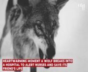 Heartwarming moment a wolf breaks into a hospital to alert nurses and save its friend's life from proxy wolf