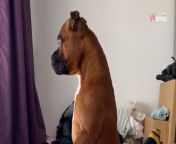A viral video of a dog’s baffled reaction to its neighbour’s new cat has amused thousands of people online.