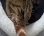 Adorable footage has surfaced of a cat realizing that its comfy lair may not be spacious enough to host two kitties. &#60;br/&#62;&#60;br/&#62;The clip, shared with WooGlobe by Dondray, features the aforementioned cat almost running out of paw-tience as its cat buddy can&#39;t help but keep throwing its tail in its face. &#60;br/&#62;&#60;br/&#62;Despite the inconvenience, the grumpy feline decides not to create a scene. Instead, it keeps enduring its spoiled friend&#39;s annoying antics. &#60;br/&#62;&#60;br/&#62;If this comical illustration doesn&#39;t aptly encapsulate what it&#39;s like to grow up with a sibling, it&#39;d be hard to find one that does. &#60;br/&#62;Location: China&#60;br/&#62;WooGlobe Ref : WGA968467&#60;br/&#62;For licensing and to use this video, please email licensing@wooglobe.com
