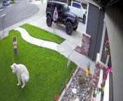 Charlie the English Cream Retriever caught a case of the Zoomies when he returned home. He started spinning in circles on the front lawn, making his family chuckle.
