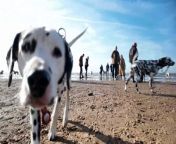 I met a lively group of Dalmatians who were all living their best life at the North West Dally Rally.