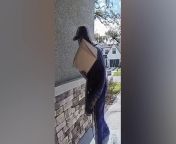 Porch pirate caught running off with package on doorbell camera in Florida from indian movies femdom facebook video