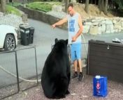 This the tense moment a huge black bear interrupted a family cookout.&#60;br/&#62;&#60;br/&#62;Steve Baker, 52, had arranged a get together to celebrate the 4th July with his family in Sonora, California, USA, when the incident happened.&#60;br/&#62;&#60;br/&#62;A video, recorded by Steve&#39;s nephew Jack Baker, shows the huge animal getting close to Steve who commands the bear to leave the area.&#60;br/&#62;&#60;br/&#62;But the animal stops takes a hard swipe at Steve&#39;s torso - leaving a huge scratch under his shirt.&#60;br/&#62;&#60;br/&#62;According to Jack, the bear most likely approached the cookout because it smelled the meat.&#60;br/&#62;&#60;br/&#62;Jack said: &#92;
