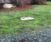 Occurred on January 31, 2024 / Cumberland, British Columbia, Canada&#60;br/&#62;&#60;br/&#62;: I was leaving work and saw the cat I always pet on the way to my car. As I reached the cat, I noticed something run in front of my feet. The cat then follows the rat for a good 5 minutes brushing up against it and watching out for it as it crosses the road.