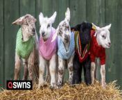 Five lambs have been given woolly jumpers - to help them keep warm.&#60;br/&#62;&#60;br/&#62;The lambs aged four to ten days are looking colourful at Auchingarrich Wildlife Park in Perthshire in Scotland.