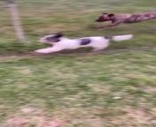 These two dogs were having a good time chasing each other. However, each dog was on either side of a fence. The bigger dog tried to dig a hole under the fence to come to the other side but soon dropped the attempt when the smaller dog ran away.