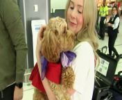 Travellers could soon be allowed to take their small pets onboard Virgin Australia&#39;s domestic flights.