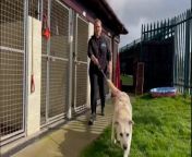 Dogs in need of homes at Helping Yorkshire Poundies kennels at Brinsworth