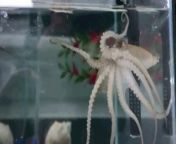 Octopus mothers slam themselves against rocks and eat their own arms before their eggs hatch. Scientists have discovered what leads to the self-destruction.