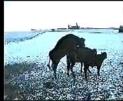 Why Cows Hate Winter &#60;br/&#62;A scene from the world&#39;s worst porno.