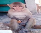 Funny Monkey Shorts, Animal&#39;s Video, Wild Animals, Indian Monkey Shorts #Animalsvideo#Monkeyvideo