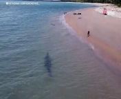 A heart-stopping encounter between a beach-loving dog and a lurking crocodile in Queensland was captured in stunning aerial footage.