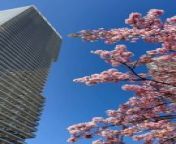 Skyscraper and cherry flower @netherland