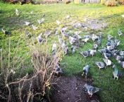 The birds in the grass. this picture shows the birds for crowding in the grass area and eating. the birds are more and all are same colors. the wether becomes beautiful when you see the birds and sky. this video shows more interesting animal video and liked.