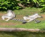 These visitors saw an amusing sight while visiting the lemurs at this zoological theme park. These two lemurs were sighted basking in the sun while lying on the grass.