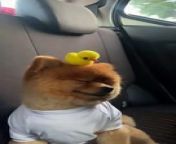 Occurred on February 10, 2024 / Tanauan, Batangas, Philippines&#60;br/&#62;&#60;br/&#62;Info: A puppy rides in the backseat of a moving vehicle while wearing a cute yellow duck toy on its head.