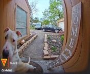 When your neighbors dog wants to play she just rings the doorbell and waits.&#60;br/&#62;&#60;br/&#62; Connect with Doorbell Camera Video&#60;br/&#62;‣ Subscribe: https://Doorbell.Fun/YT&#60;br/&#62;‣ Submit Video: https://Doorbell.Fun/SBM&#60;br/&#62;‣ Visit Website: https://Doorbell.Fun&#60;br/&#62;&#60;br/&#62;#ringdoorbell #smarthome #tvmounting #ring #homesecurity #amazon #ringvideodoorbell #ringdoorbellpro #amazonalexa #smarthometechnology #hometech #smartplug #tech #smarthometech #nest #automation #googlehomemini #iot #smartdisplay #wifiplug #instatech #applehomekit #smartbulb #clock #lifx #googleassistant #doorbell #doorbellcam #doorbellcamera #doorbellcameravideo