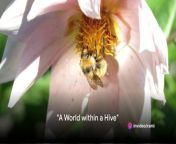 In this captivating video, we delve into the extraordinary life cycle of bees, uncovering fascinating details at every stage. From the importance of pollination to the remarkable roles of worker bees, drones, and the queen bee, prepare to be amazed by the intricacies of bee life. Join us on this educational journey as we explore the hive activities, mating rituals, and the miraculous transformation from egg to adult bee. Get ready to gain a newfound appreciation for these incredible insects that play a crucial role in our ecosystem. Don&#39;t forget to like and share this video to spread the buzz about the remarkable world of bees!#BeeLifeCycle #SaveTheBees #Pollination #QueenBee #WorkerBees #NatureDocumentary&#60;br/&#62;&#60;br/&#62;OUTLINE: &#60;br/&#62;&#60;br/&#62;00:00:00 &#92;