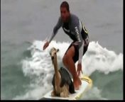 Amusing video of a Peruvian surfer teaching an alpaca how to surf. . Follow us on twitter at http://twitter.com/itn_news .