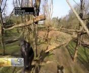 Chimpanzees at a zoo in the Netherlands did not take kindly to the drone researchers were using to keep tabs on them.