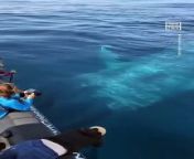 Whale Watchers Encounter 100-Ft-Long Blue Whale from blue car