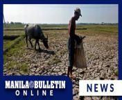 A total of 18 local government units (LGUs) in the Philippines have already declared a state of calamity due to the worsening effects of El Niño, a task force spokesperson revealed on Friday, April 5.&#60;br/&#62;&#60;br/&#62;Presidential Communications Office (PCO) Assistant Secretary Joey Villarama, spokesperson of Task Force El Niño, said agricultural damage caused by the phenomenon is now at P2.63 billion, not P2.76 billion as reported by the Department of Agriculture (DA) on Thursday.&#60;br/&#62;&#60;br/&#62;READ MORE: https://mb.com.ph/2024/4/5/18-lg-us-placed-under-state-of-calamity-due-to-el-nino-as-agri-damage-balloons-to-p2-63-billion-task-force