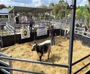 A Speckle Park heifer has made &#36;60,000 in auction at the Battalion Livestock sale at Glen Innes on Monday.