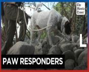 Philippines trains pet dogs for search and rescue&#60;br/&#62;&#60;br/&#62;Dogs in the Philippines are being trained to help in earthquake rescue efforts, with 46 dogs practicing every Sunday in Manila.&#60;br/&#62;&#60;br/&#62;Video by AFP&#60;br/&#62;&#60;br/&#62;Subscribe to The Manila Times Channel - https://tmt.ph/YTSubscribe &#60;br/&#62; &#60;br/&#62;Visit our website at https://www.manilatimes.net &#60;br/&#62;&#60;br/&#62;Follow us: &#60;br/&#62;Facebook - https://tmt.ph/facebook &#60;br/&#62;Instagram - https://tmt.ph/instagram &#60;br/&#62;Twitter - https://tmt.ph/twitter &#60;br/&#62;DailyMotion - https://tmt.ph/dailymotion &#60;br/&#62; &#60;br/&#62;Subscribe to our Digital Edition - https://tmt.ph/digital &#60;br/&#62; &#60;br/&#62;Check out our Podcasts: &#60;br/&#62;Spotify - https://tmt.ph/spotify &#60;br/&#62;Apple Podcasts - https://tmt.ph/applepodcasts &#60;br/&#62;Amazon Music - https://tmt.ph/amazonmusic &#60;br/&#62;Deezer: https://tmt.ph/deezer &#60;br/&#62;Stitcher: https://tmt.ph/stitcher&#60;br/&#62;Tune In: https://tmt.ph/tunein&#60;br/&#62; &#60;br/&#62;#TheManilaTimes&#60;br/&#62;#tmtnews &#60;br/&#62;#dogs