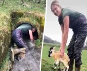 SWSMsheep - by Leo Black&#60;br/&#62;&#60;br/&#62;A farmer crawled 20ft into a tunnel stream to save two lambs from being &#92;