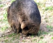 Wain the oldest wombat in the world is about to turn 35 exceeding the average wild wombat&#39;s age by about 20-years. He was born in the Cradle mountain area in Tasmania but has spent most of his life in Japan at the Satsukiyama Zoo in Ikeda.