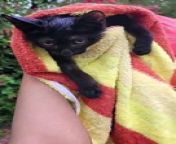 Zeba's cat rescue work from cat goddess teen