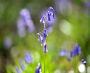 See the amazing carpet of Bluebells at Butchers Wood in Hassocks, West Sussex.