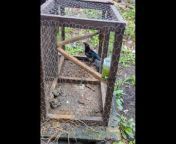 A man has been fined and banned from owning birds or ferrets for several years after trapping magpies in his garden and leaving them without food or clean water.
