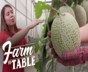 Aired (April 21, 2024): Using technology and various scientific farming methods, the people at Bukid Amara are able to grow the rare Japanese Melon in the Philippines!