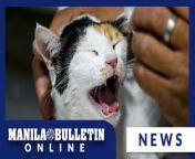 Fur parents bring their pets to the Philippine Society for the Prevention of Cruelty to Animals (PSPCA) in Recto, Manila for check-ups and to get vaccines on Monday, April 22.&#60;br/&#62;&#60;br/&#62;The Department of Health (DOH) on April 18 said it has recorded 89 total cases of rabies from January to March of 2024, which is 2 percent lower than the registered cases in the same period in 2023.&#60;br/&#62;&#60;br/&#62;Subscribe to the Manila Bulletin Online channel! - https://www.youtube.com/TheManilaBulletin&#60;br/&#62;&#60;br/&#62;Visit our website at http://mb.com.ph&#60;br/&#62;Facebook: https://www.facebook.com/manilabulletin &#60;br/&#62;Twitter: https://www.twitter.com/manila_bulletin&#60;br/&#62;Instagram: https://instagram.com/manilabulletin&#60;br/&#62;Tiktok: https://www.tiktok.com/@manilabulletin&#60;br/&#62;&#60;br/&#62;#ManilaBulletinOnline&#60;br/&#62;#ManilaBulletin&#60;br/&#62;#LatestNews