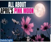 Join us as we delve into the secrets of April&#39;s Pink Moon, exploring its origins and spiritual significance. Learn why this celestial event offers the perfect opportunity for personal growth and transformation. &#60;br/&#62; &#60;br/&#62;#AprilPinkMoon #PinkMoon #PinkMoonMysteries #PinkMoonOrigin #PinkMoonSignificance #ScienceandSpace #Oneindia&#60;br/&#62;~PR.274~ED.101~GR.123~HT.318~