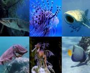 Dive into the mesmerizing world of ocean creatures with our educational series, &#39;Exploring the Ocean: ABC Sea Animals Song for Kids Learning English.&#60;br/&#62;&#60;br/&#62;&#60;br/&#62;Each episode features a different sea animal corresponding to a letter of the alphabet, providing an exciting way for young beginners to learn English while discovering fascinating marine life. From graceful Angelfish to majestic Zebra Sharks, children will be enchanted by colorful animations and catchy tunes as they expand their vocabulary and pronunciation skills. &#60;br/&#62;&#60;br/&#62;&#60;br/&#62;#ABCSeaAnimals&#60;br/&#62;#LearnEnglishForKids&#60;br/&#62;#EducationalSongs&#60;br/&#62;#OceanCreatures&#60;br/&#62;#PreschoolLearning&#60;br/&#62;#FunLearning&#60;br/&#62;#EnglishAlphabet&#60;br/&#62;#KidsEducation&#60;br/&#62;#UnderwaterAdventure&#60;br/&#62;#LearningThroughPlay&#60;br/&#62;&#60;br/&#62;Designed for preschoolers and new learners, this series offers an immersive and entertaining learning experience that sparks curiosity and fosters a love for the ocean. Subscribe now and embark on a journey of discovery with us!&#92;