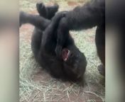 Baby gorilla enjoys being tickled by his mother at Fort Worth ZooFort Worth Zoo