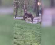 Footage captured this weekend by one New Yorker showed the coyote strolling through Central Park in NYC.