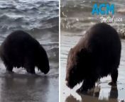 A video capturing a wombat walking through water on a Tasmanian beach, described by experts as &#92;