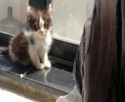 Adorable Kittens Meet a STRONG Stray Kitten They Don&#39;t Want To Fight With Him