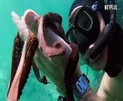 My Octopus Teacher - Trailer from kerala teachers sex