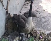 One thing about Canadian geese is that they never back down from a fight, and this clip shows nothing different. &#60;br/&#62;&#60;br/&#62;&#92;